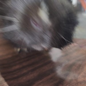 Saskia at the Los Angeles Guinea Pig Rescue on Reels