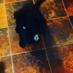 The One. The Only. The Paytie! Showing us how she can "sit". Who wants this lil girl forever? | Manitoba Mutts Dog Rescue Inc.