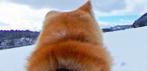 Google Maps te permite recorrer una ciudad a lomos de un perro Akita