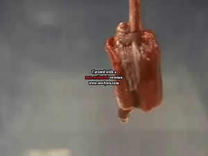 Rat lung recruitment