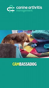 2.5K views · 97 reactions | Arthritic dogs like to play too! Andy...