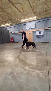 Onyx working on his heel! #heelcommandtraining #heelcommand #balancedtrainer #marylanddogtrainer #localdogtrainer #dogboardandtrain #masondixonk9 #mdk9 | Mason Dixon K9 | Facebook