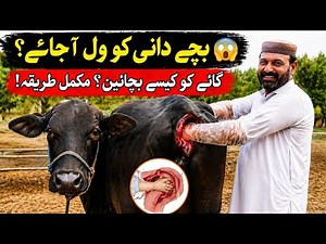 Cow Birth Process Explained 🐄 | How a Calf is Delivered Step by Step!#dairyfarming #cow