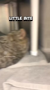 4.8K views · 90 reactions | Thank you to everyone who sent a bug hug to our pets during May! | Homeward Bound Pet Adoption Center | Facebook