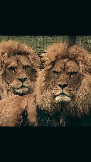 Its so over for bro #lion #barbarylion #looksmax #mog #fyp #animals | Barbary lion