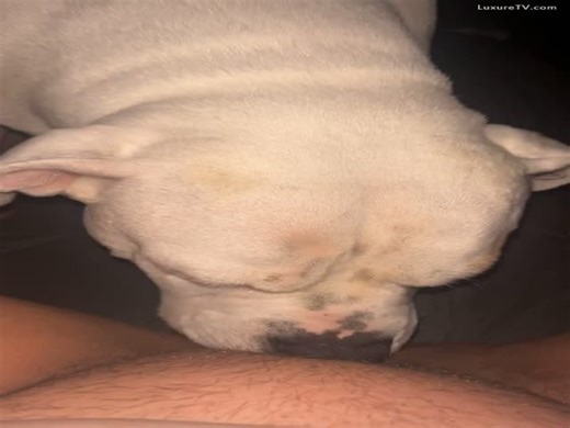 Une femme d'église léchée par son chien