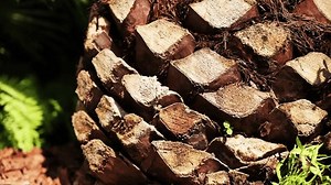 Gros plan sur un tronc de : vidéo de stock (100 % libre de droit) 3898760075 | Shutterstock