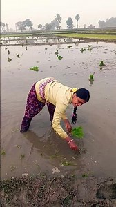 నాకు వేసే కాడ నన్ను చూసి🌾🌾🌾