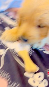 My baby #pet #petlovers #love #pets #petstagram #petfriendly #loveyourself | Riya Gupta