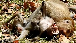 Screaming loudly cos so hurt can't escaping when old Loki squeeze it strongly like this . | Monkey Wildlife