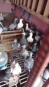 Visit young pigeons at Palma Racing Pigeon Loft Thursday July 27, 2023 | Sami Loft & FarmHouse