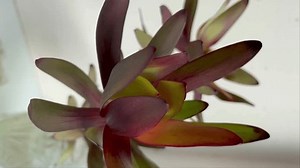 Nahaufnahme eines Leucadendron Safari Sonnenuntergangsstammes: Stockvideos & Filmmaterial (100 % lizenzfrei) 3580991321 | Shutterstock
