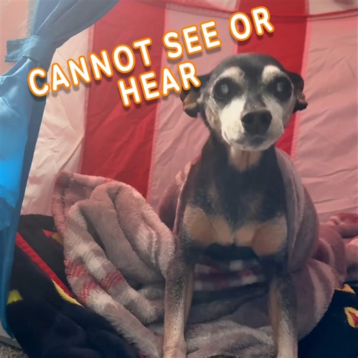 This Blind & Deaf Dog Is So Intelligent 🥹 #blindanddeafdog | Pawsome Pets