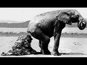 Animal Poop Implosion