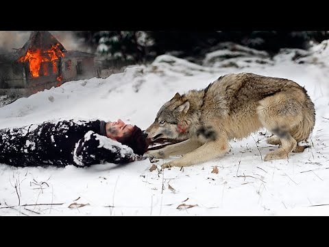 The man saved a wolf pup from hunters Two years later the wolf saved him from a burning house