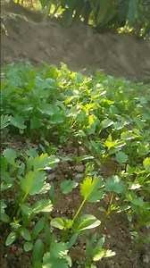 now stard for coriender