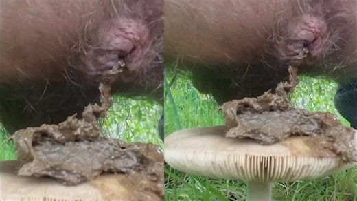 solid turd on mushroom