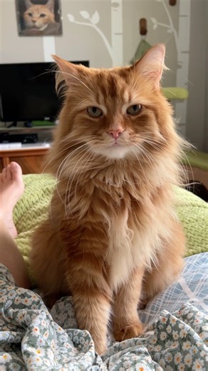 84K views · 10K reactions | Pudding has always loved hiding under my long skirts. That's why I wrote a book about it!  | The Oreo Cat | Facebook