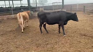 CLOSE Up imported Pregnant Jersey Friesian Animal ￼03042928053 | Captain Dairy Farm