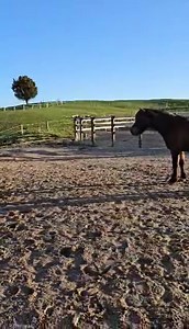 1.8K views · 248 reactions | Conquistador has been learning to stay on command, come when he’s called, then hindquarter yield to park at the mounting block! This handsome Kaimanawa was mustered from the wild in 2021, as a 9-year-old band stallion. The foundations for these skills will be taught during my LIBERTY MASTERCLASS with Hannah Catalina on the 23-24th September (or bring your own horse (29 Sep - 1st Oct). Email info@kellywilson.Nz for more information. | Kelly Wilson | Facebook
