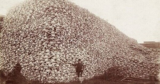 30 Haunting Photos That Reveal How The American Bison Was Nearly Hunted To Extinction
