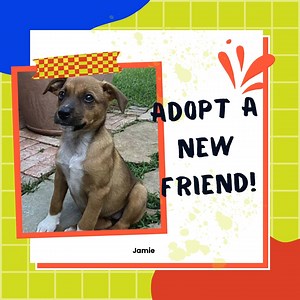 Apply to Adopt- https://operationpetsalive.org/programs/adopt/adoption-application/ 🥁 Drumroll, please! 🥁 Meet Jamie, our little hound mix pup who's ready to leap right into your heart! 💖 Jamie is a healthy, feisty, and vocal sweetheart who's overflowing with love. She's a fan of bully sticks, toys packed with cellophane, and a good wrestling match with her mates. After a day full of play, she loves nothing more than a good nap. 🐾 Jamie is looking for a family who will shower her with love, 
