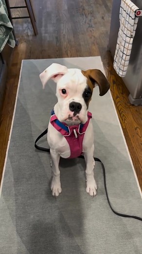 Boxer puppy alert! These little wiggle butts are full of love, energy, and a touch of mischief! 😜 They’re ready to bring endless zoomies, cuddles, and smiles to their forever families. 🏡💕 If you’re ready for some tail wags, wet kisses, and daily laughter — one of these cuties might just be your perfect match! 💖🐾 #BoxerPuppies #PuppyLove #WiggleButts #AdoptDontShop #BoxerFamily #ForeverHome #PuppyJoy #BoxerPuppyLove #BoxerJoy #BoxerPuppiesOfFacebook | Boxer puppies for adoption in Lawrencevi