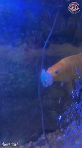 Little fish sucks pacifier 🐟🍼 | 5-Minute Crafts Like