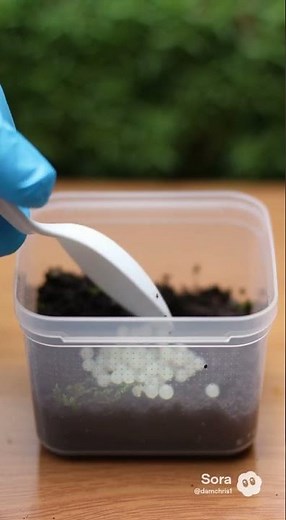 Hatching of snail eggs 🐌 #SnailFarming #SmartFarm #FarmingTips #SnailProduction #SnailFarmers