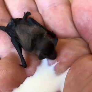 Show someone this thirsty baby bat to make them smile! 😍 | VT