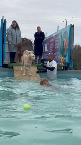 5.6K views · 542 reactions | Golden retriever pool party!! | Canine Dip and Dive Maldon | Facebook