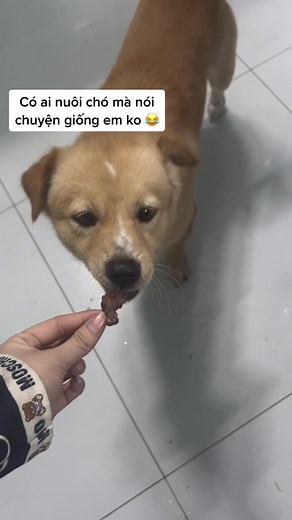 Bích Trâm Trương715 trên TikTok