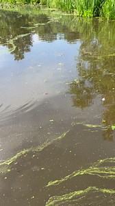 345K views · 2.2K reactions | Bluegill are back on beds and biting | Blue Bank Resort | Facebook