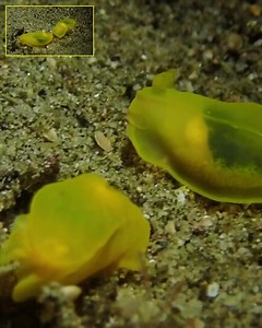 While nudibranchs aren't known for forming monogamous pairs or couples in the traditional sense, they do engage in fascinating mating behaviors and interactions. 📍Dauin, Philippines . . . #BBC #ocean #sea #nudibranch | Critter Hunter