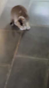 263K views · 10K reactions | ব্যাডা বিলোইর লগে পেরেম করো এডা কোনো কতা আয়! ❤️ | Pori Moni | Facebook