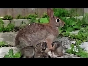 Baby bunnies nursing from devoted mother will warm your heart