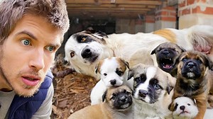 18K views · 575 reactions | I Rescued a Pregnant Dog & Six Puppies From a Junkyard! | Joey Graceffa | Facebook