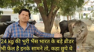 17K views · 519 reactions | Up के मुर्रा किंग कहा छुपे थे ये आम किसान है | Rahul Tomar nasal sudhar | Facebook