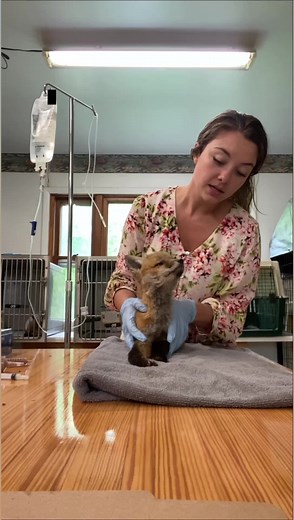 Say a prayer for sweet girl Red fox kit intake # 19. 🙏🏼 #wildliferehab #redfox #foxkit | Arctic Fox Daily Wildlife Rescue, Inc.