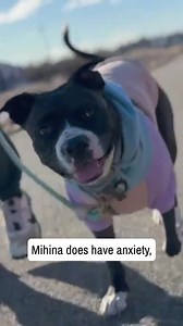 Our Nutra Complete Pork flavor contains 41 ultra-healthy ingredients that support energy, digestion, coat, and longevity  Watch to see why Jaina loves to feed her pooch, Mahina, this yummy meal, and visit the link below to buy it yourself!  https://bit.ly/3xgc9IA | Ultimate Pet Nutrition | Facebook