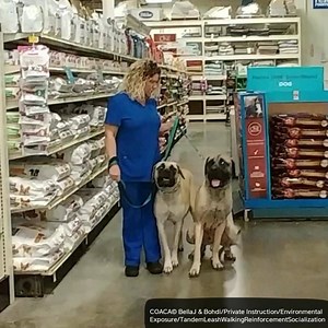 #BellaJ & #Bohdi... Private Instruction Canine Socialization Canine Leadership Program Tandem Leash Walking Reinforcement | Canine Obedience And Correction Agency, COACA LLC