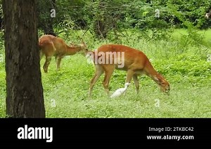 Chital or cheetal, Axis axis, spotted deers or axis deer in nature habitat. Bellow majestic powerful adult animals. Spotted deer found in the forest. Wild Spotted deer in Yala National park. Deer. Spotted Deer (Chital), Chital or cheetal deer Stock Video Footage - Alamy