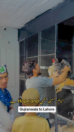 #hopeland #shamosetup #shamo #birds #whiteshamo #business #businesschain #birdssetup #setup #blackshamo #birdsoftiktok #tiktok #hopelandfancybirds #shamolovers #shamoaseel #aseellovers #aseellover #aseelmurga #murga | Hopeland shamo