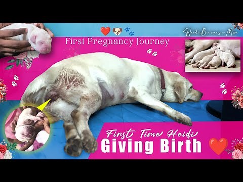 HEIDI❤️Labrador Dog Pregnancy to Puppies Born | Cute Puppy Moments 🐶