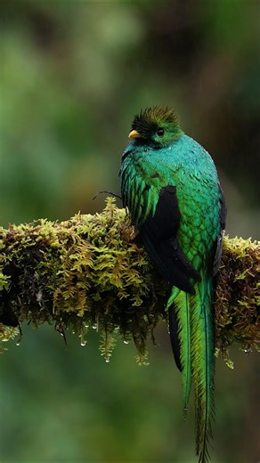 A quetzal's splendor: intimate views of a forest jewel