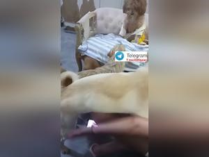 Hot Babe Dog Gangbang Compilation 2