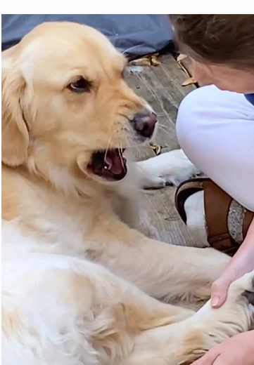 Dog's Hilarious Guilt Reaction Captured on Video