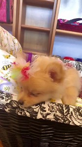 Pomeranian Puppy # 1062 Price & Information on TexasTeacups.com | Teacup And Toy Pets Boutique - Puppies & Pet Supplies