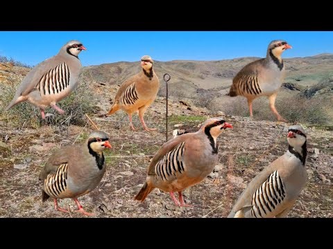 Mountain Village Bird Hunting Skill #MauntainChukarHunting