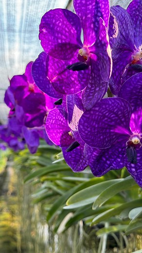 The Vanda Pachara Blue is a stunning orchid with vibrant blue to purple blooms. When it reaches blooming size, it typically means the plant is mature enough to produce flowers, often characterized by having a strong root system, healthy leaves, and robust growth. Vanda ‘Pachara Blue’ Blooming Size Available Now!!!💜💜💜 #amthaiorchids #orchids #vanda #pacharablue #blueflowers #blooming | AmThai Orchids